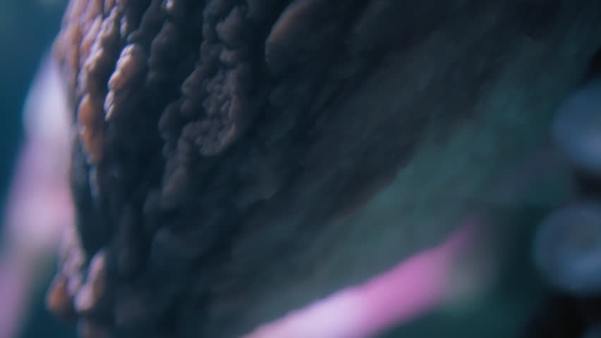 Close up of tentacles and suckers of a Giant Pacific Octopus. Slow motion.