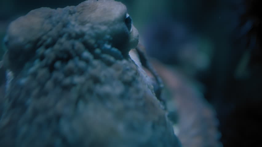Giant Pacific Octopus swimming underwater. Slow motion.