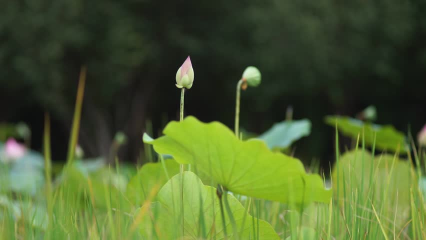 Lotus leaves, lotus flower and lotus bud sway in the wind. Focus on lotus flower