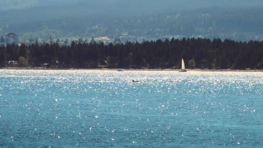 Killer whales swimming in the ocean, near Vancouver Island, Canada. Slow motion.