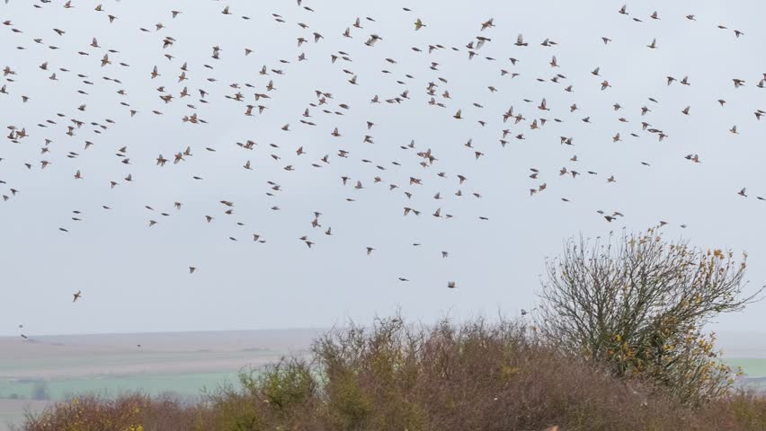 a flock of hundreds of Goldfinches (Carduelis carduelis) on the wing flying over a crop of winter sunflower in a winter sky, Wiltshire UK