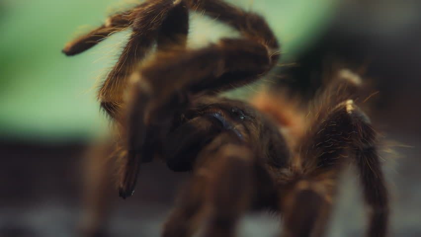 Close up of a salmon pink bird-eating tarantula. Slow motion.