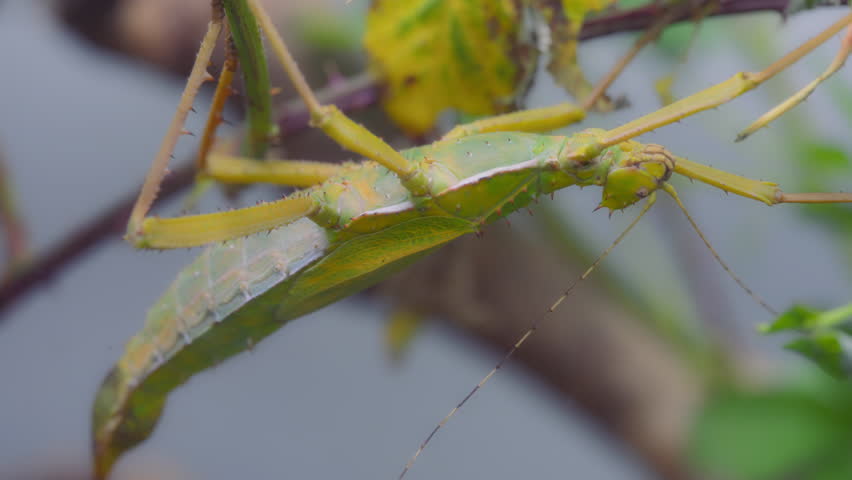 Close up of a jungle nymph insect hanging from a tree. Slow motion.
