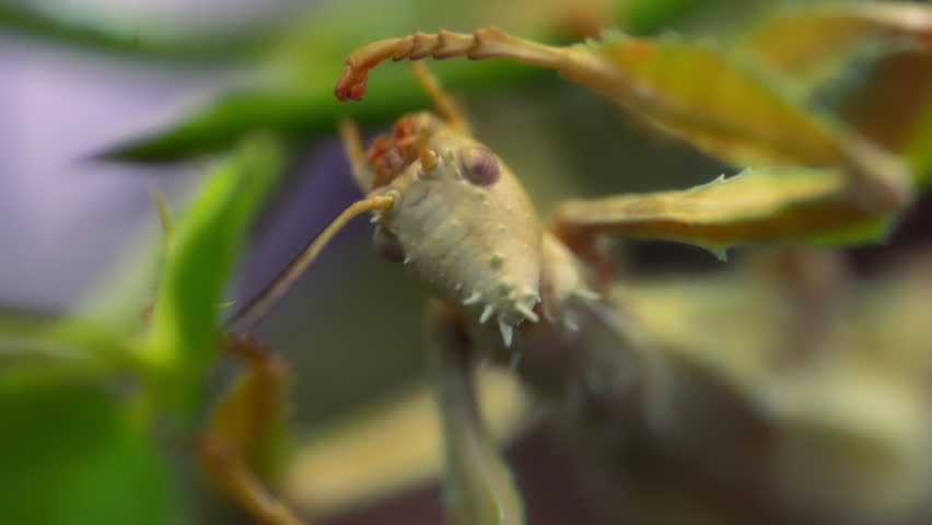 Close up of a spiny stick insect