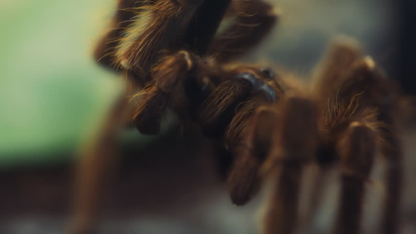 Close up of a salmon pink birdeater tarantula. Slow motion.