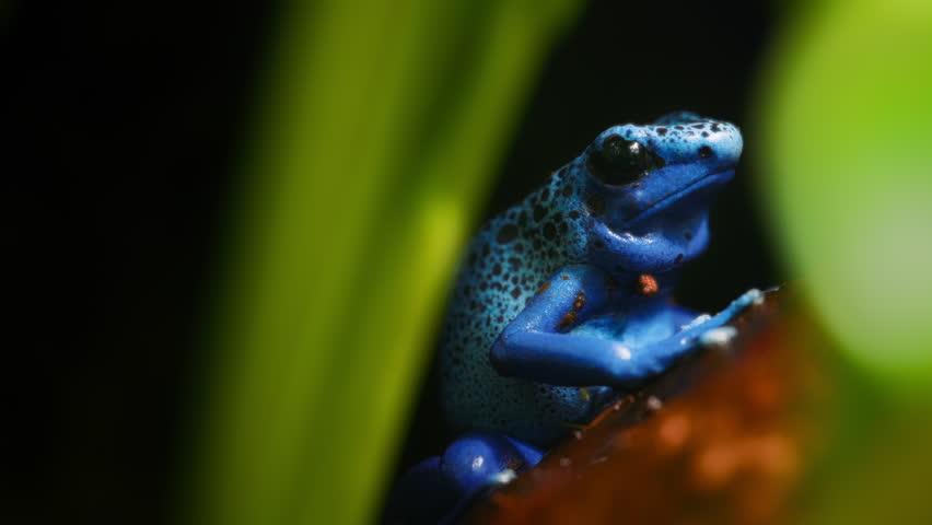 Close up of a blue colored poison dart frog resting on a tree. Slow motion.