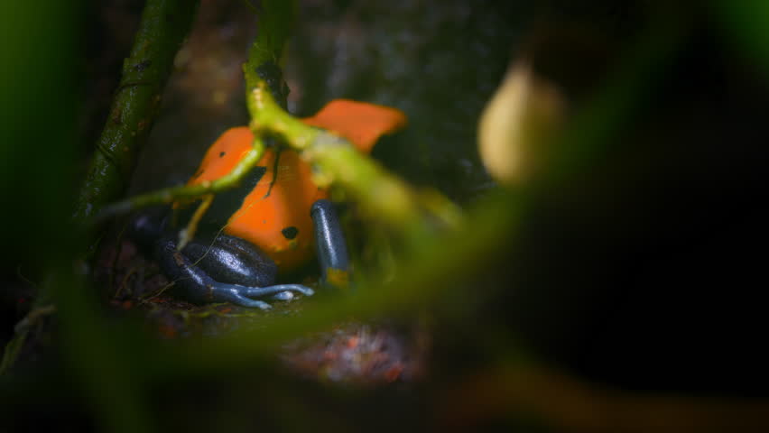 Close up of an orange colored poison dart frog resting on the ground. Slow motion.