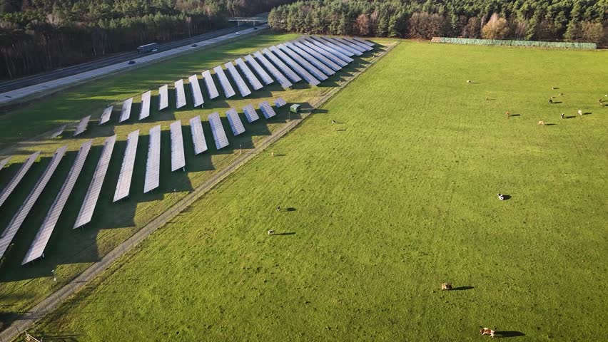 Solar panels, placed between busy highway on one side and a flock of grazing cows on the other, optimize land use efficiency while blending renewable energy with rural landscapes.