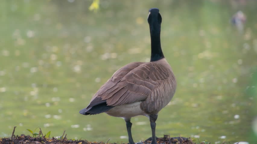 Canadian goose standing near the pond in a city park. Slow motion.