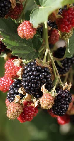 Blackberry plants display various ripening stages of their fruits, showcasing the transition from unripe to ripe berries
