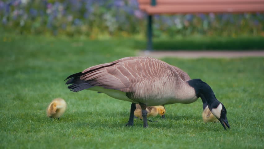 Two Canadian geese and the goslings eating grass in a city park. Slow motion.