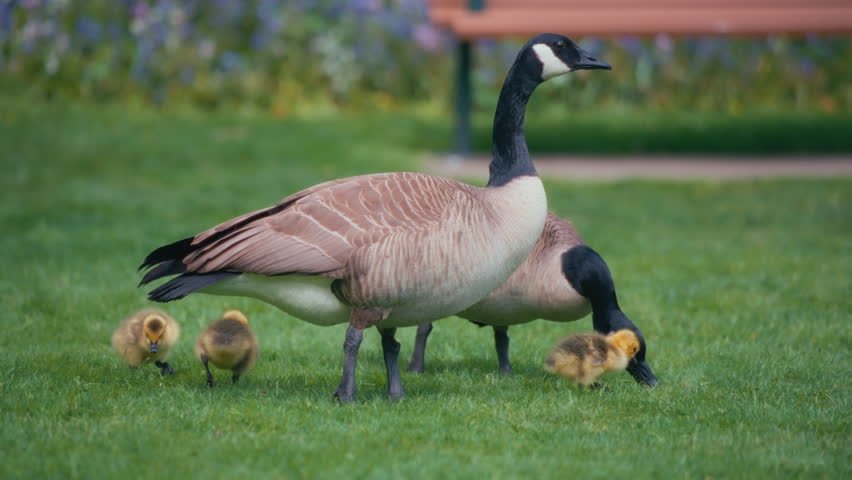 Two Canadian geese and their babies eating grass in a city park. Slow motion.