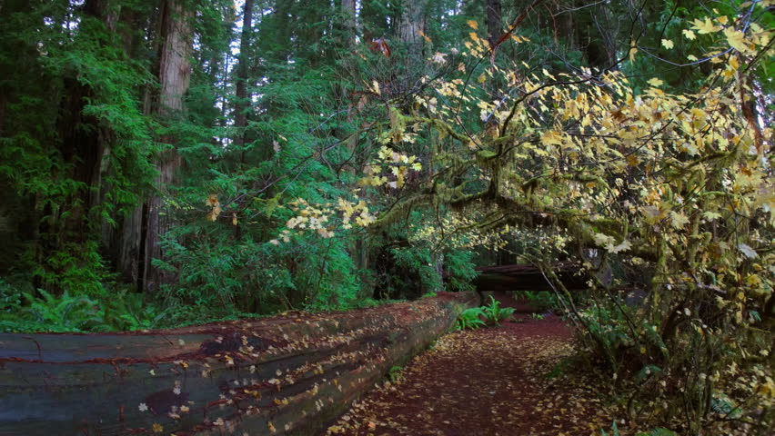 Autumn Forest Walk Through Redwood National Park