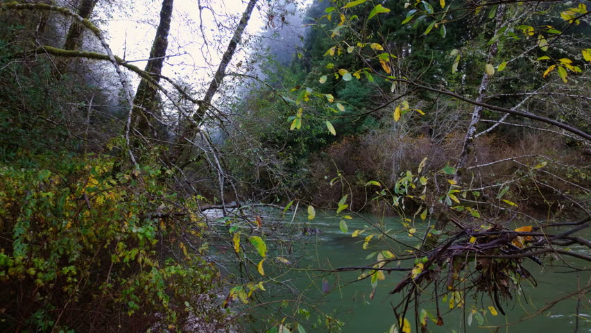 Scenic River Flowing Through Lush Forest