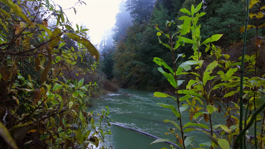 Misty River Flowing Through Redwood Forest