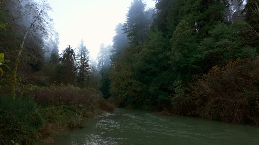 Misty Redwood Forest River in California