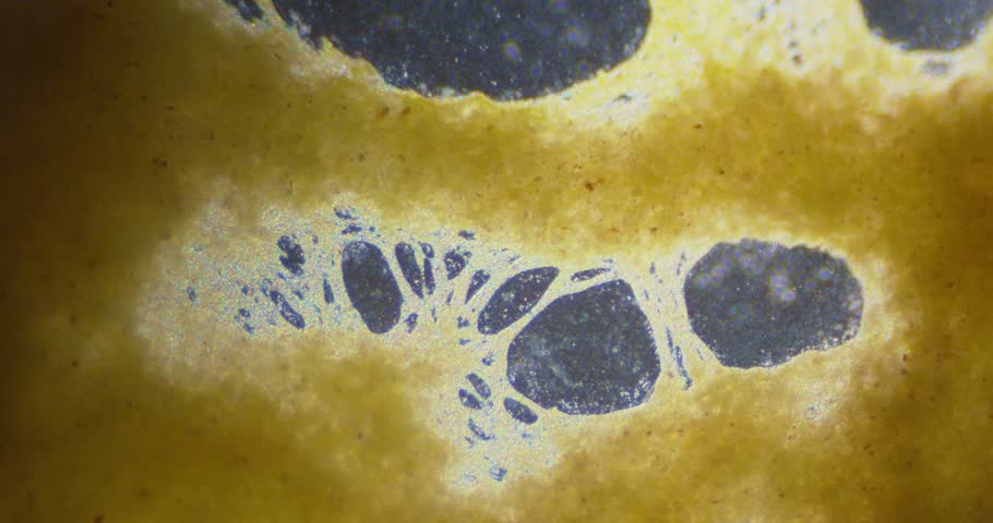 Slime mold plasmodium pulsating breathing cytoplasmic streaming under microscope