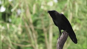 Raven Bird black atmosphere mystic - Powered by Shutterstock - Get 15% off with code: PIKWIZARD15