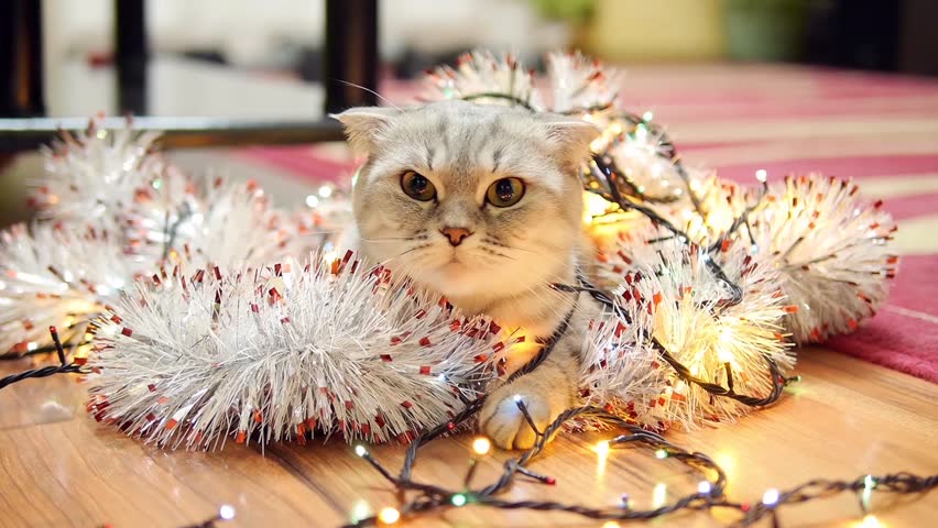 Cat with Christmas garland and tinsel. Christmas vibe background. 