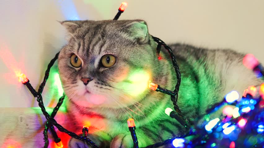 Cat wrapped in led garland. Cat waiting Christmas.