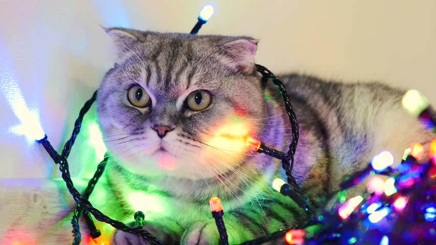 Cat wrapped in led garland. Cat waiting Christmas.