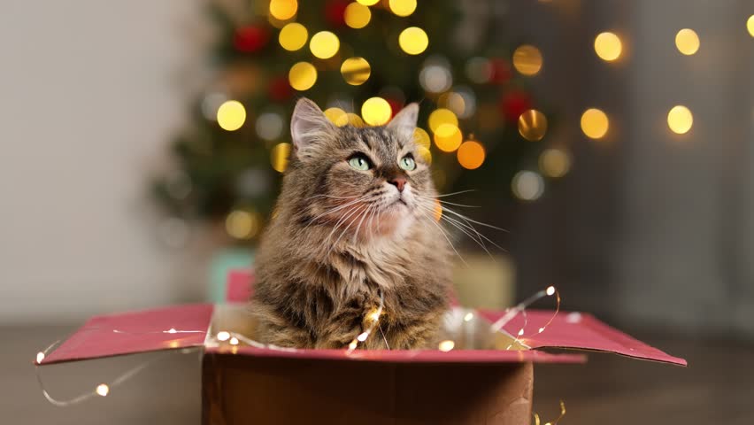 Fluffy cat in a cardboard box. New Year