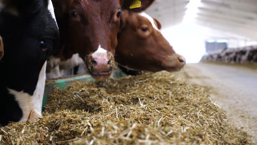 Close up cows eating silage on modern dairy farm. Long row of cattle chewing fodder at milk factory. Herd of kines feeding by dry grass at cowhouse. Agriculture industry and animal husbandry concept