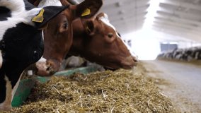 Close up cows eating silage on modern dairy farm. Long row of cattle chewing fodder at milk factory. Herd of kines feeding by dry grass at cowhouse. Agriculture industry and animal husbandry concept - Powered by Shutterstock - Get 15% off with code: PIKWIZARD15