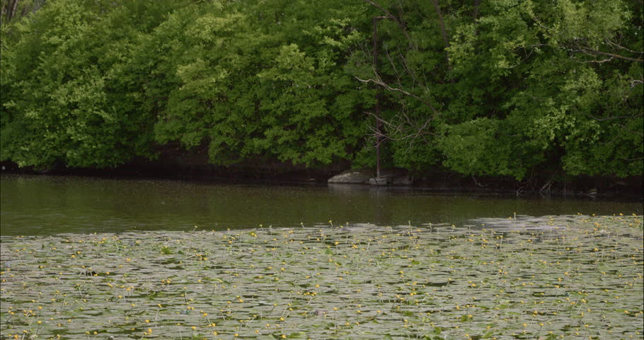 Stunning yellow flowering water lilies covering the surface of a lake. A tranquil lake covered in bright green lily pads, with a few pink lotus flowers.