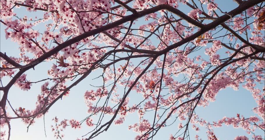 The cherry blossoms are so beautiful under the sun. Beautiful cherry blossom sakura in spring time over blue sky. Low-angle shot.