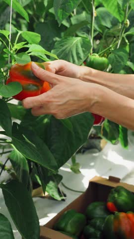 Harvesting, close-up, hands of a woman farmer greenhouse worker picking sweet peppers in a greenhouse garden. Owner of greenhouse works in beds. Woman enjoys harvest and carefully puts it in a box. 