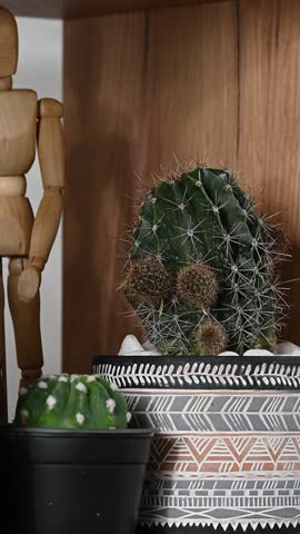 Close up of a green cactus and succulents planted in a ceramic pot. Concept of botany, home interior, succulents and cactaceae growth

