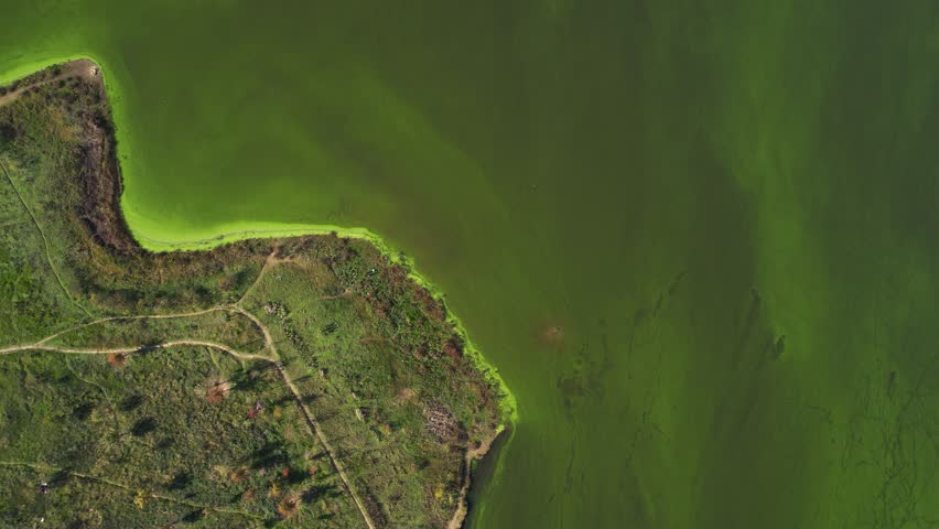 Tirana Park Lake Covered with Massive Green Algae Blooms from Sewage Discharges, Urban Ecological Disaster