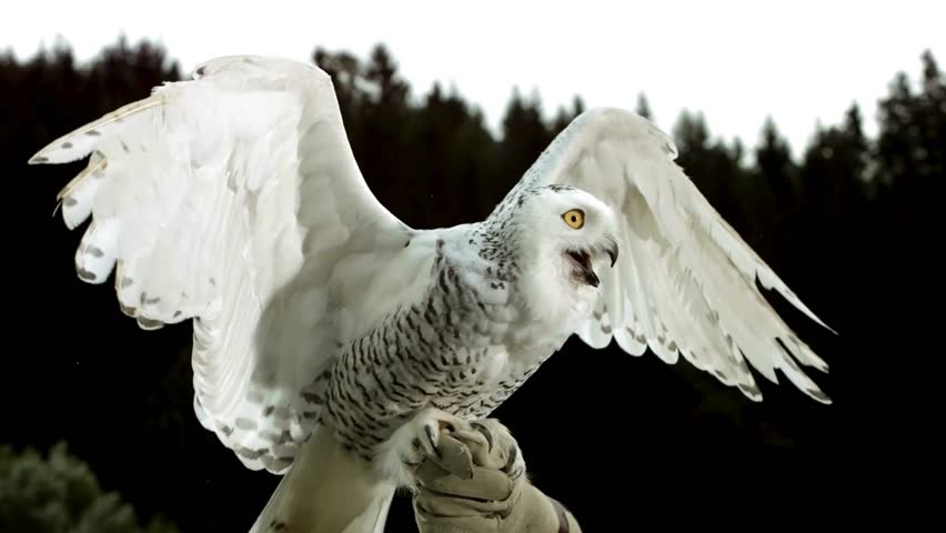 A stunning Snowy Owl, perched on a snowy branch in its Arctic winter habitat, perfect for wildlife footage, nature documentaries, or holiday-themed content
