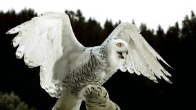 A stunning Snowy Owl, perched on a snowy branch in its Arctic winter habitat, perfect for wildlife footage, nature documentaries, or holiday-themed content
 - Powered by Shutterstock - Get 15% off with code: PIKWIZARD15