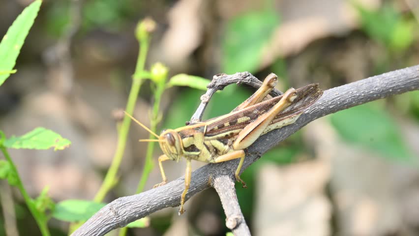 Grasshopper in the field. Its other names Schistocerca americana, American grasshopper, and American bird grasshopper. This is a species of  in the family Acrididae. It is native to North America.