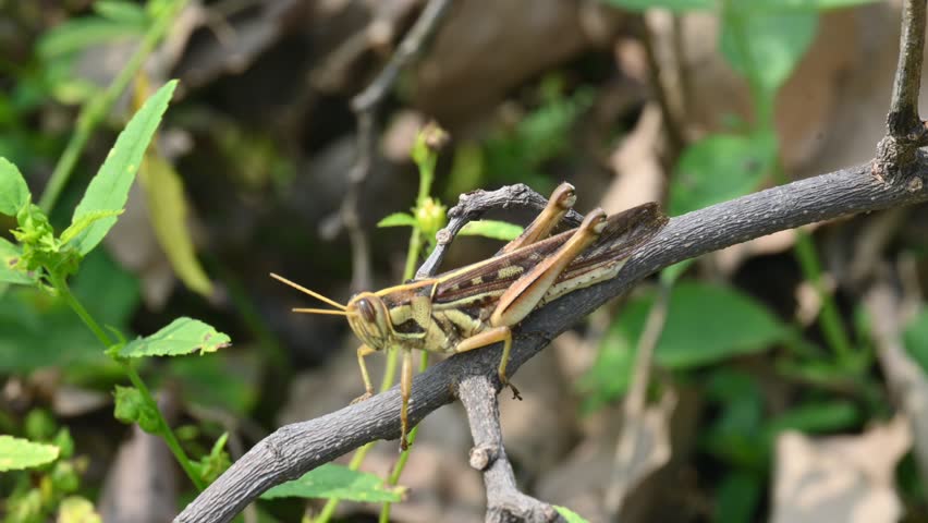 Grasshopper in the field. Its other names Schistocerca americana, American grasshopper, and American bird grasshopper. This is a species of  in the family Acrididae. It is native to North America.