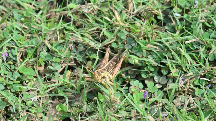 Grasshopper in the field. Its other names Schistocerca americana, American grasshopper, and American bird grasshopper. This is a species of  in the family Acrididae. It is native to North America.