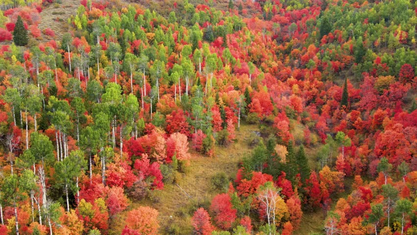Flying over a mountainside forest in Wyoming covered with trees turning their fall colors