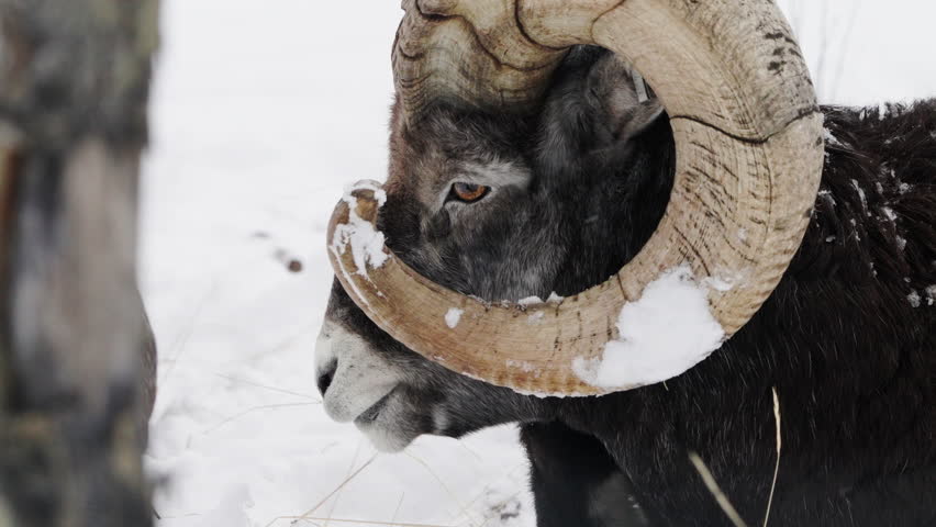 Close-up Portrait Of Stone