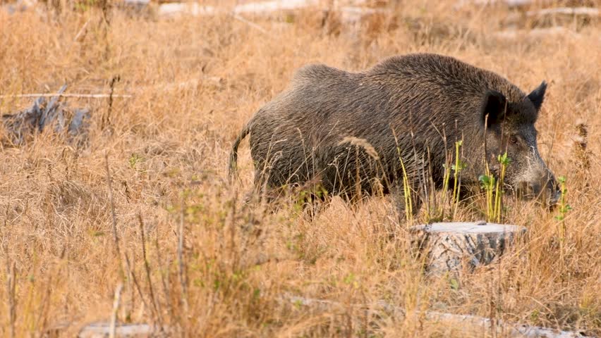 Wild boar foraging in dry grassland environment with scattered logs and golden brown landscape