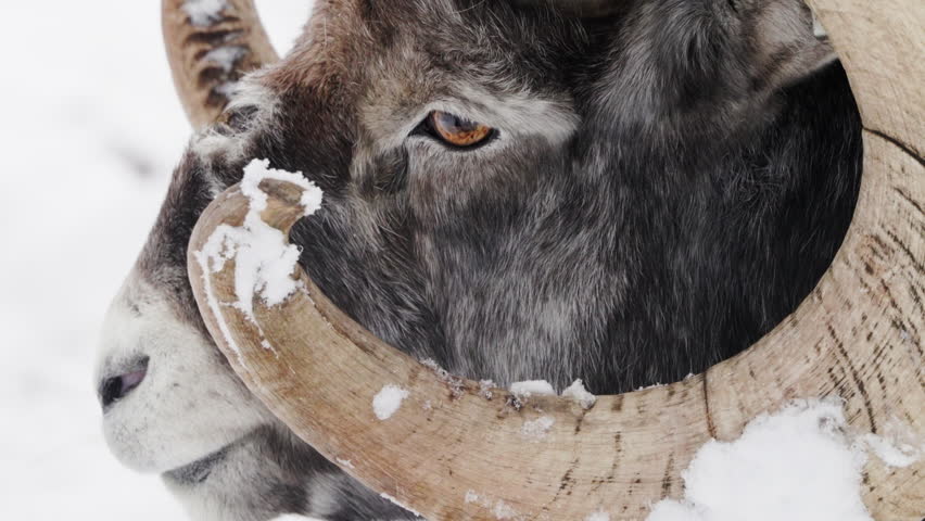 Extreme Close-up Ram Stone Sheep During Snow Winter.