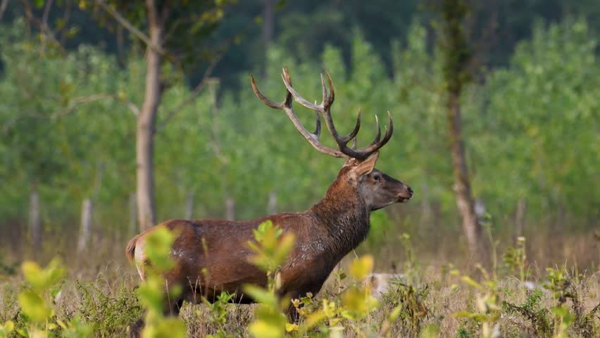 Majestic Red Deer Stag in the Wild