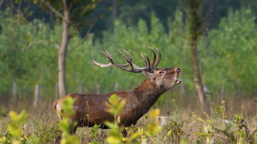 Majestic Red Deer Stag in the Wild