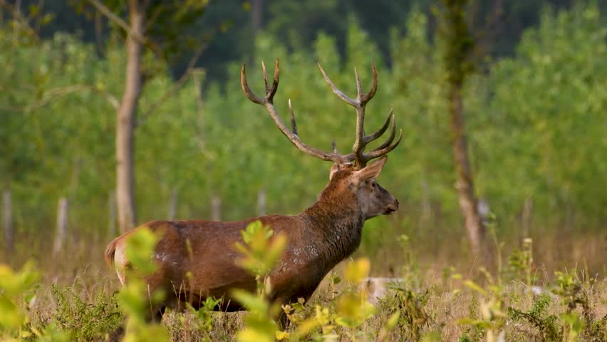 Majestic Red Deer Stag in the Wild