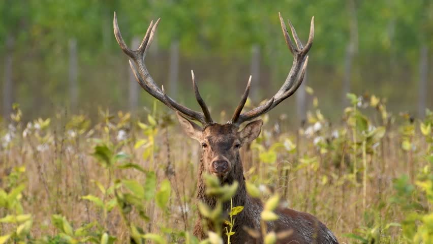 Majestic Red Deer Stag in the Wild
