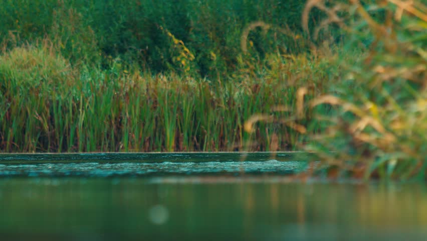 Insects flying close to river water surface with plants in the background