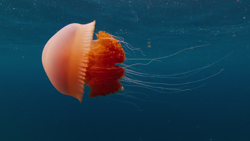 Graceful orange jellyfish gliding through vibrant blue waters. Raja Ampat, Indonesia