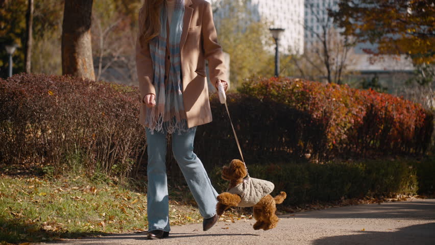 A woman walks her small brown toy poodle on a leash through a vibrant autumn park walkway in slow motion