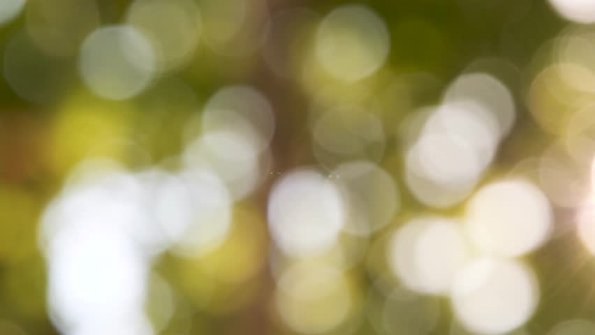Beautiful sun light shining through lush green trees in the nature park, with a natural soft bokeh effect. Sunlight shines through vibrant leaves in a tranquil outdoor setting.